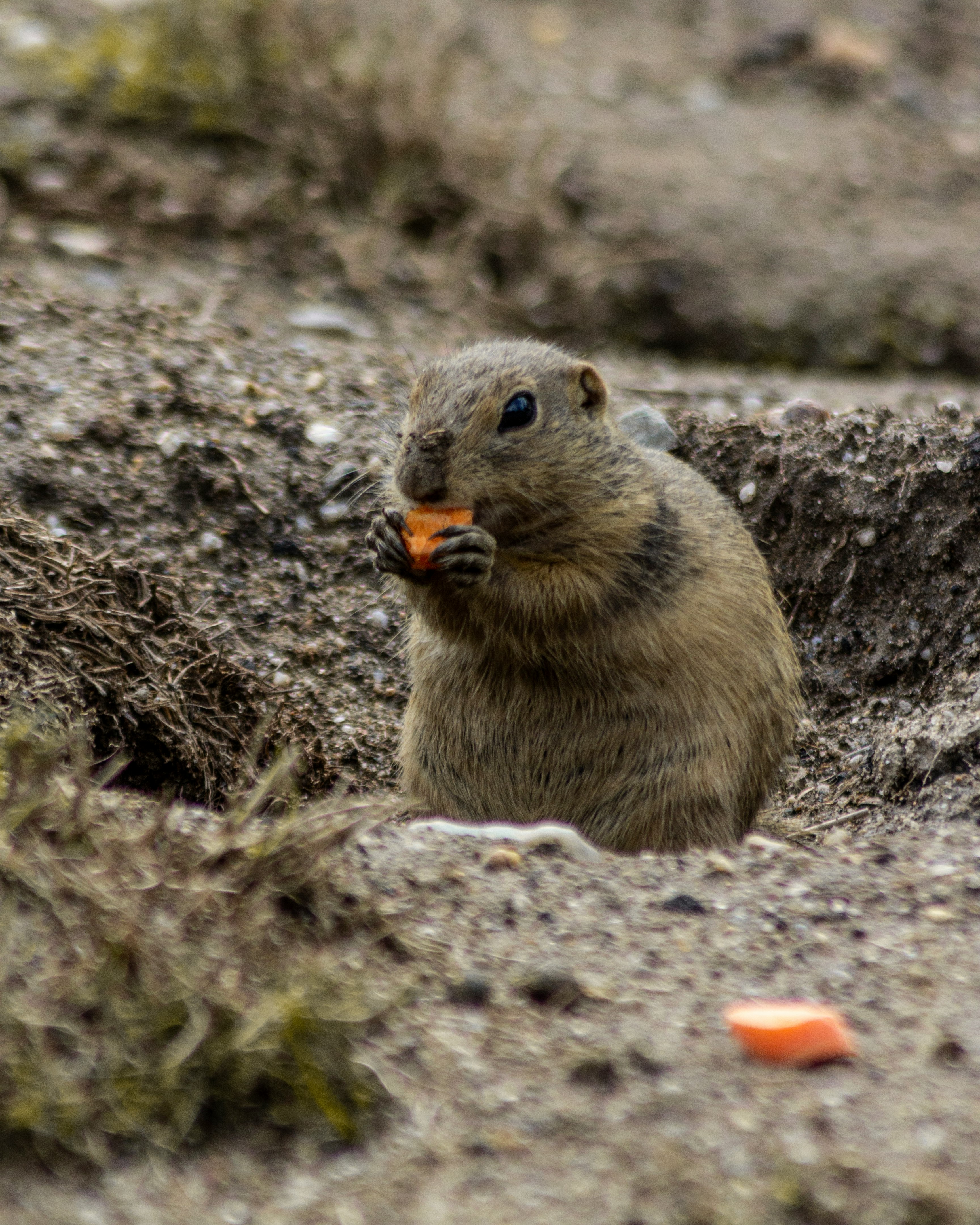 brown rodent eating food